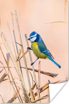 Produktbild von MuchoWow® Poster Vogel - Blaumeise - Schilf 60x90 cm - Wanddekoration