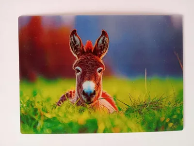 Produktbild von 3 D Ansichtskarte Esel, Postkarte Wackelkarte Hologrammkarte, Tier Bauernhoftiere