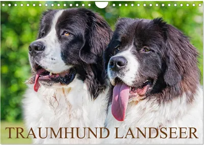 Produktbild von Traumhund Landseer (Wandkalender 2025 DIN A4 quer), CALVENDO Monatskalender