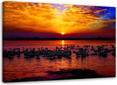 Produktbild von Leinwandbild schwäne bei sonnenuntergang landschaft 100x70 cm Feeby orange wandbild bereit zum aufhängen