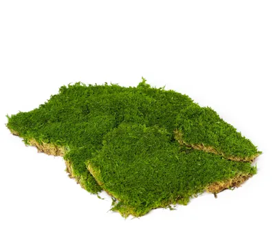 Konserviertes Flachmoos, 33,5 x 23 cm, Naturprodukt, grün
