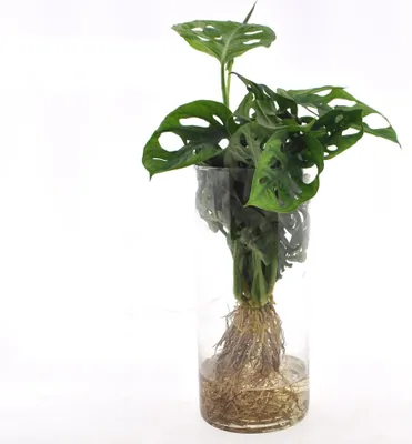 Obrázok produktu pre Monstera „Fensterblatt“ v valcovom sklenenom kvetináči Ø 12 cm × 25 cm – izbová rastlina v hydrokultúre