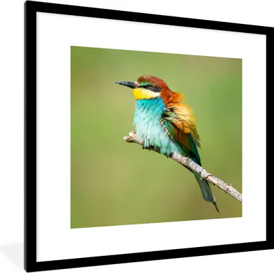 Produktbild von MuchoWow® Gerahmtes Poster Vogel - Tiere - Bienenfresser 40x40 cm - Poster mit Schwarzem Bilderrahmen Wandposter Rahmen Foto Bilder - Poster - Plakat im Rahmen