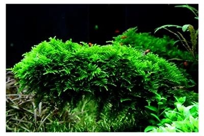 Produktbild von Aquarium Pflanze Moos Vesicularia dubyana 'Christmas Nr.003ATC in Vitro 1-2 Grow Wasserpflanzen Aquarium Aquariumpflanzen