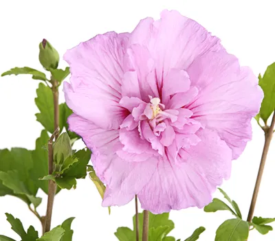 Produktbild von Dehner Hibiscus Lavender Chiffon, halbgefüllte rosa Blüten, ca. 40-50 cm, Zierstrauch