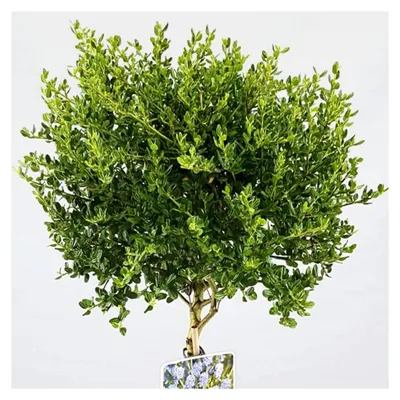 Produktbild von Ceanothus Victoria Baum - Immergrüne Zierbäume für Garten, Balkon oder Terrasse, winterhart, kalifornischer Flieder, 70-80 cm