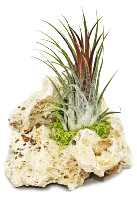Produktbild von Tillandsia, "Sansibar Rock" Sorte, 1 Pflanze