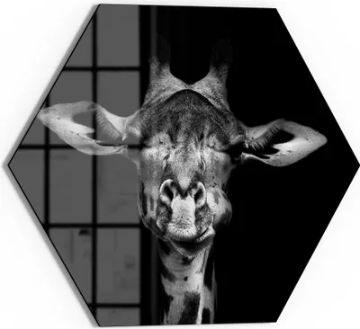 Produktbild von DEQORI Magnettafel Glas 55x48 cm 6-eckig 'Giraffenporträt' beschreibbar Whiteboard Küche