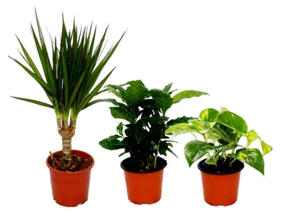 Produktbild von Zimmerpflanzen-Trio "Drei Höhen" - Set mit 3 Pflanzen in unterschiedlichen Höhen