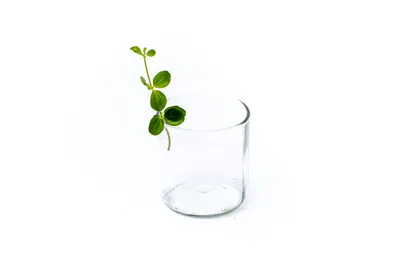 Obrázok produktu pre Gardners Peperomia rotundifolia - odrezky na zakorenenie