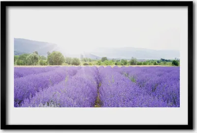 Produktbild von Bild 60x40 MDF-Rahmen Wandkunst Lavendel, Feld, Wiese Natur