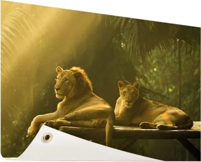 Produktbild von Gartenposter - 60x40 cm - Löwen im Dschungel  - Modernes Wandbilder - Wilde Tierposter