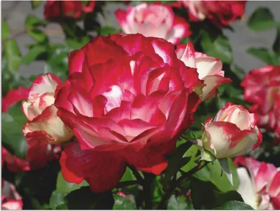 Produktbild von ARTland Wandbild Alu für Innen & Outdoor Rot weiße Rosenblüte Größe: 40x30 cm