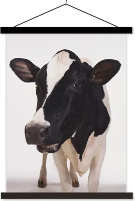 Produktbild von MuchoWow® Textilposter Kuh - Weiß - Tiere - Schwarz 90x120 cm mit schwarzem Rahmen - Dekoration