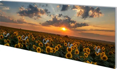 Produktbild von Wallario Flurgarderobe Wandgarderobe aus Glas, mit 5 Haken, Größe 80 x 30 cm, Motiv Sonnenblumenwiese vor Wolken mit Sonnenuntergang