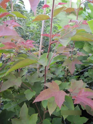 Produktbild von Liquidambar formosana Ellen - Amberbaum Ellen