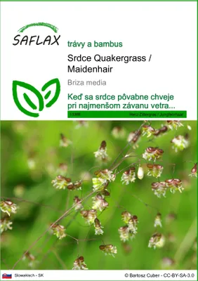 Obrázok produktu pre SAFLAX - Srdce Quakergrass / Maidenhair - Briza media - 75 Semená