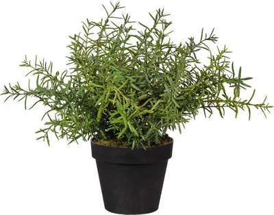 Produktbild von Kunstpflanze Rosmarin im Kunststofftopf Ø 14 cm Höhe: 30 cm grün