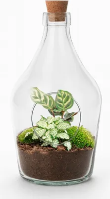 Immagine prodotto di Giardino in bottiglia Joss – Calathea Makoyana e Fittonia White Tiger – Terrario aperto da 30 cm – Composizione floreale artigianale in vetro