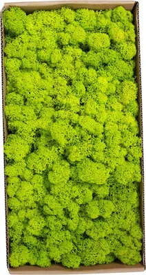 Obrázok produktu pre Konzervovaný mach Nástenná dekorácia Nevyžaduje sa žiadna údržba Prirodzene konzervovaný mach na výrobu machových obrázkov/dekorácií a výrobu modelov Vianočná dekorácia Nástenné remeslo, zelený list 500g