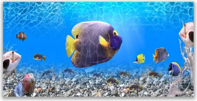 Produktbild von Glasbilder 140x70 Wandbild Druck auf Glas Fische Natur