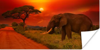 Produktbild von MuchoWow® Poster Elefant - Sonnenuntergang - Orange - Savanne - Tiere 40x20 cm - Poster für die Wand - Poster Schlafzimmer