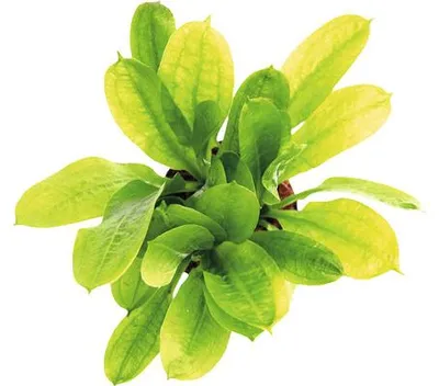 Obrázek produktu pro Vodní rostlina Echinodorus grisebachii ´Tropica´