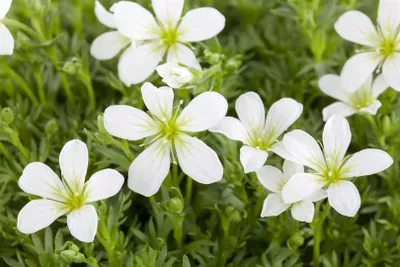 Produktbild von Saxifraga cespitosa 'Findling', Polster-Steinbrech, ca. 9x9 cm Topf