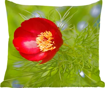Produktbild von MuchoWow® Zierkissen Sofakissen Wohnzimmer Dekokissen 60x60 cm Die rote Pfingstrose mit grünem Hintergrund - Sitzfläche - Foto Polster