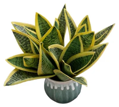 Productafbeelding van Kunstmatige Slangenplanten - 19 cm - 4 Stuks Groenachtig Geel