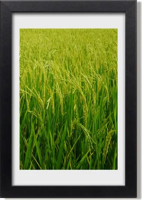 Produktbild von Bild 20x30 MDF-Rahmen, Wandkunst Reisplantage