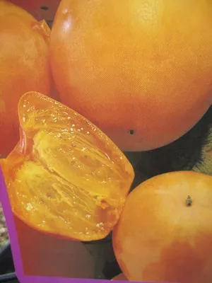 Produktbild von Kakibaum Vaniglia - Sharonfrüchte - Kaki Diospyros Vaniglia - Hochstamm