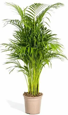 Produktbild von Dypsis Areca Lutescens - Goldpalme Ø21cm - Höhe 100-120cm - Luftreinigende