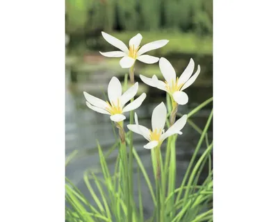 Produktbild von Weisse Windblume FloraSelf Zephyranthes candida H 10-30 cm Co 0,6 L