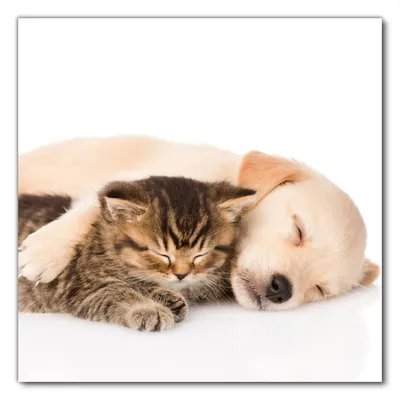 Produktbild von Wallario selbstklebende Möbelfolie/ Tischdecke für Innen und Außen, Größe: 70 x 70 cm - Katze und Hund in Harmonie - Kuschelnde Tiere