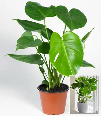 Produktbild von BALDUR Garten 1x Monstera - Fensterblatt, Pflanze im 12 cm-Topf, Trendplanze, Monstera deliciosa, Zimmerpflanze, Grünpflanze, pflegeleicht, mehrjährig - frostfrei halten, für Büro & Wohnung