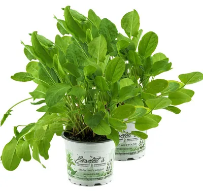Produktbild von Enseleits 2x Sauerampfer, Marktfrische Pflanze aus Nachhaltigem Anbau