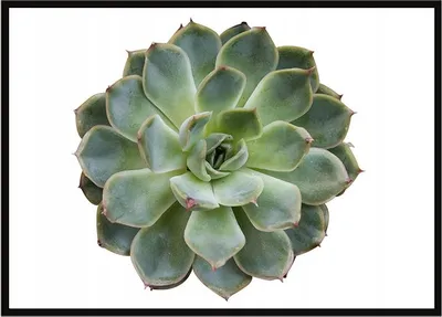Produktbild von Bild Poster im Rahmen 53x73 cm Blume P1049