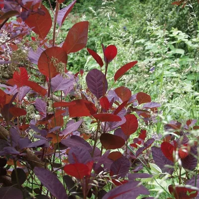 Produktbild von Cotinus coggygria Royal Purple rotlaubiger Perückenstrauch 40-60 cm Buschform