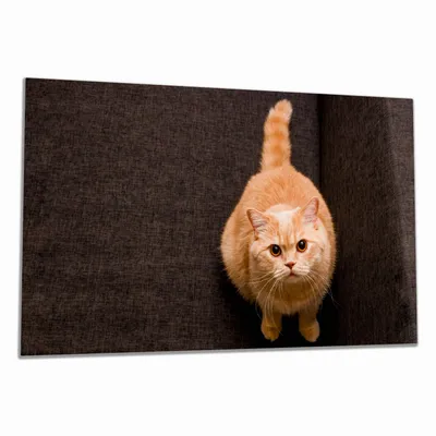 Produktbild von Wallario Herdabdeckplatte aus Glas, Größe 90 x 52 cm 1-teilig, Motiv Rote Katze mit Blick nach oben