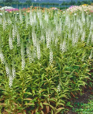 Produktbild von Lysimachia fortunei, Goldfelberich, ca. 9x9 cm Topf