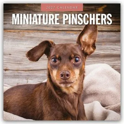 Image de Pinschers miniatures - Zwergpinscher - Rehpinscher : calendrier de 16 mois pour l'année 2027