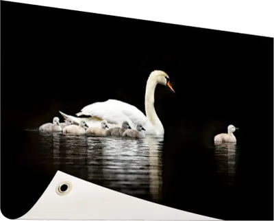 Produktbild von Gartenposter - 120x80 cm - Schwan mit Junge  - Modernes Wandbilder