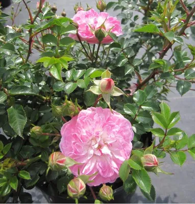 Produktbild von Zwergrose Pinocchio ® - Rosa Pinocchio ® - Tantau Rose