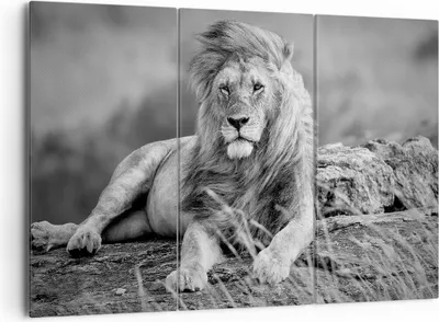 Produktbild von Bild auf Leinwand - Leinwandbild - Löwe Tier Natur - 165x110cm - Wand Bild - Wanddeko - Wandbilder - Leinwanddruck - Bilder - Kunstdruck - Wanddekoration - Leinwand bilder - Wandkunst - CE165x110-3931