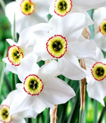 Produktbild von BALDUR Garten 8x Narzisse Recurvus, Zwiebeln mt Umfang 12-14 cm, Narcissus, Osterglocke, Blumenzwiebeln, pflegeleicht, blühend, Schnittblume, winterhart, mehrjährig, Narcissus poeticus