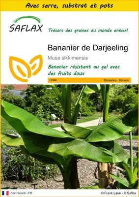 Image de SAFLAX Ensemble de culture - Bananier de Darjeeling - 5 graines - Musa