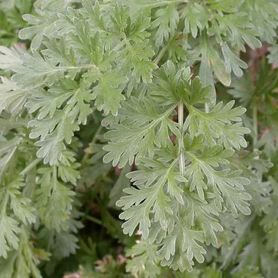 Immagine prodotto di 6 x Assenzio - Artemisia absinthium | vaso 9cm x 9cm