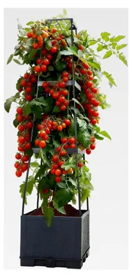 Produktbild von Tomatentopf mit Rankhilfe (28×28×114 cm, 14 L), selbstbewässernder Pflanzenturm in Anthrazit für Tomaten und Klettergemüse – platzsparendes Hochbeet für Innenräume