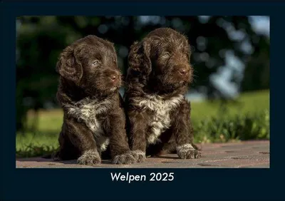 Produktbild von Welpen 2025 Fotokalender DIN A5